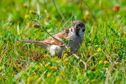 Free A small sparrow perches among grass and wildflowers during springtime. Stock Photo