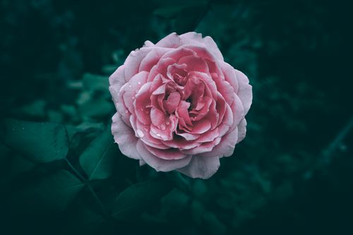 Free A striking close-up of a pink rose with dewdrops, set against a dark, blurred background. Stock Photo