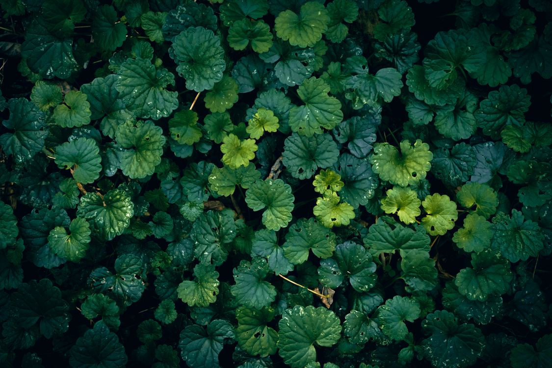 Lush Green Foliage of Ground Ivy Leaves · Free Stock Photo