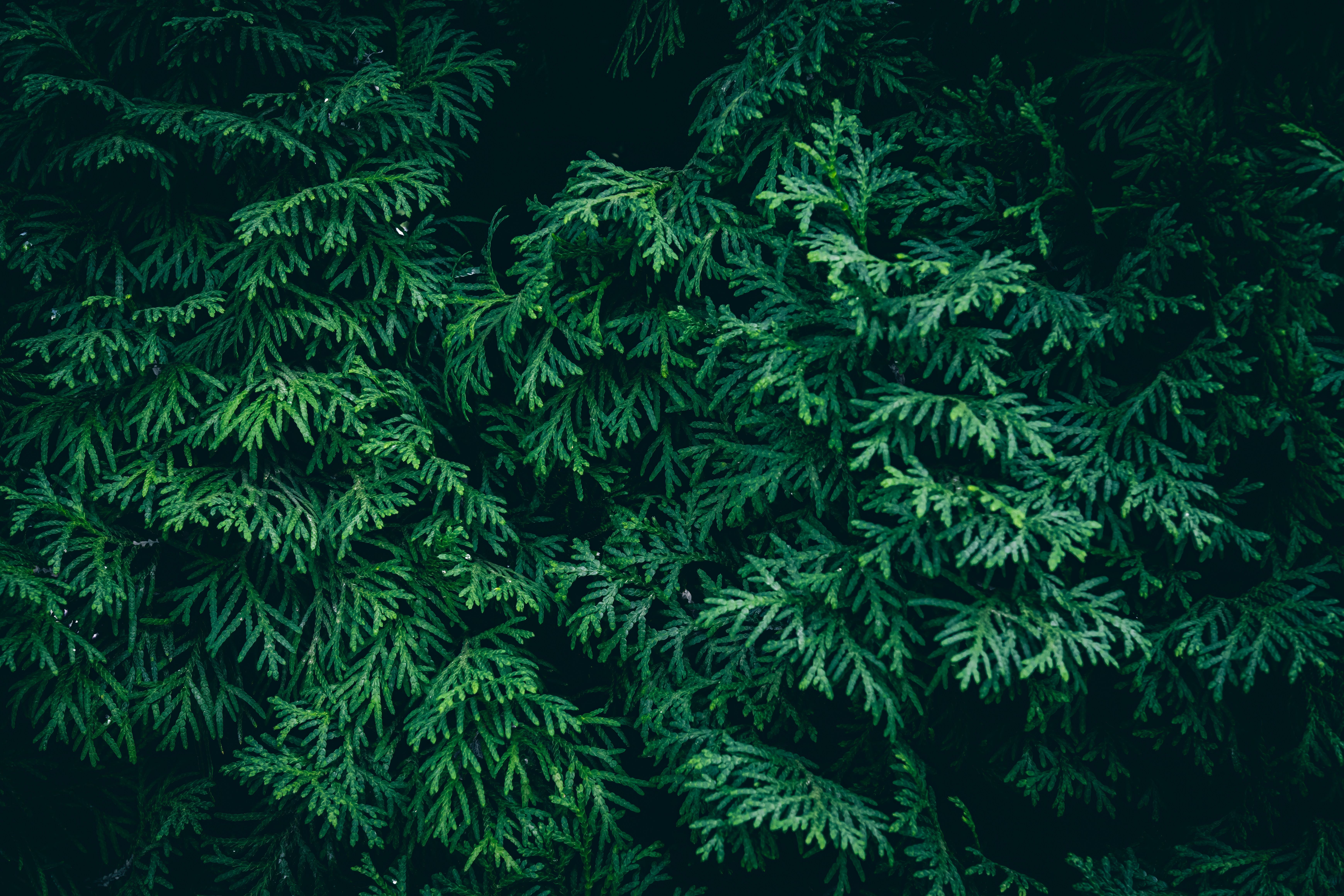 Lush Evergreen Foliage Close-up · Free Stock Photo