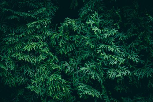 Free Close-up of lush evergreen foliage with a dark green tone, highlighting nature's intricate patterns. Stock Photo
