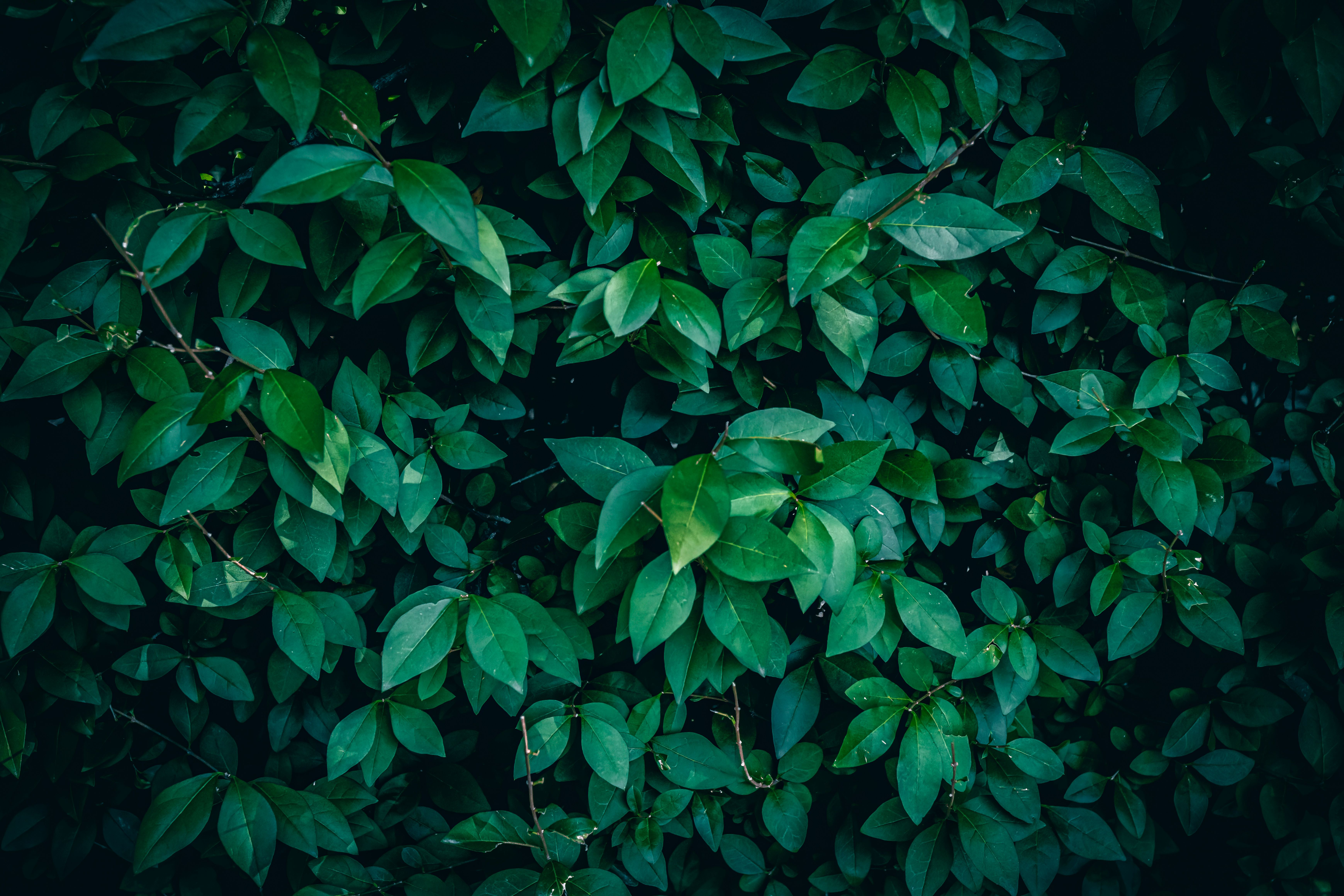 Plant Background Photos, Download The BEST Free Plant Background Stock  Photos & HD Images
