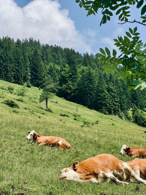 Free Peaceful scene of cows resting in a lush alpine meadow under a clear sky. Stock Photo