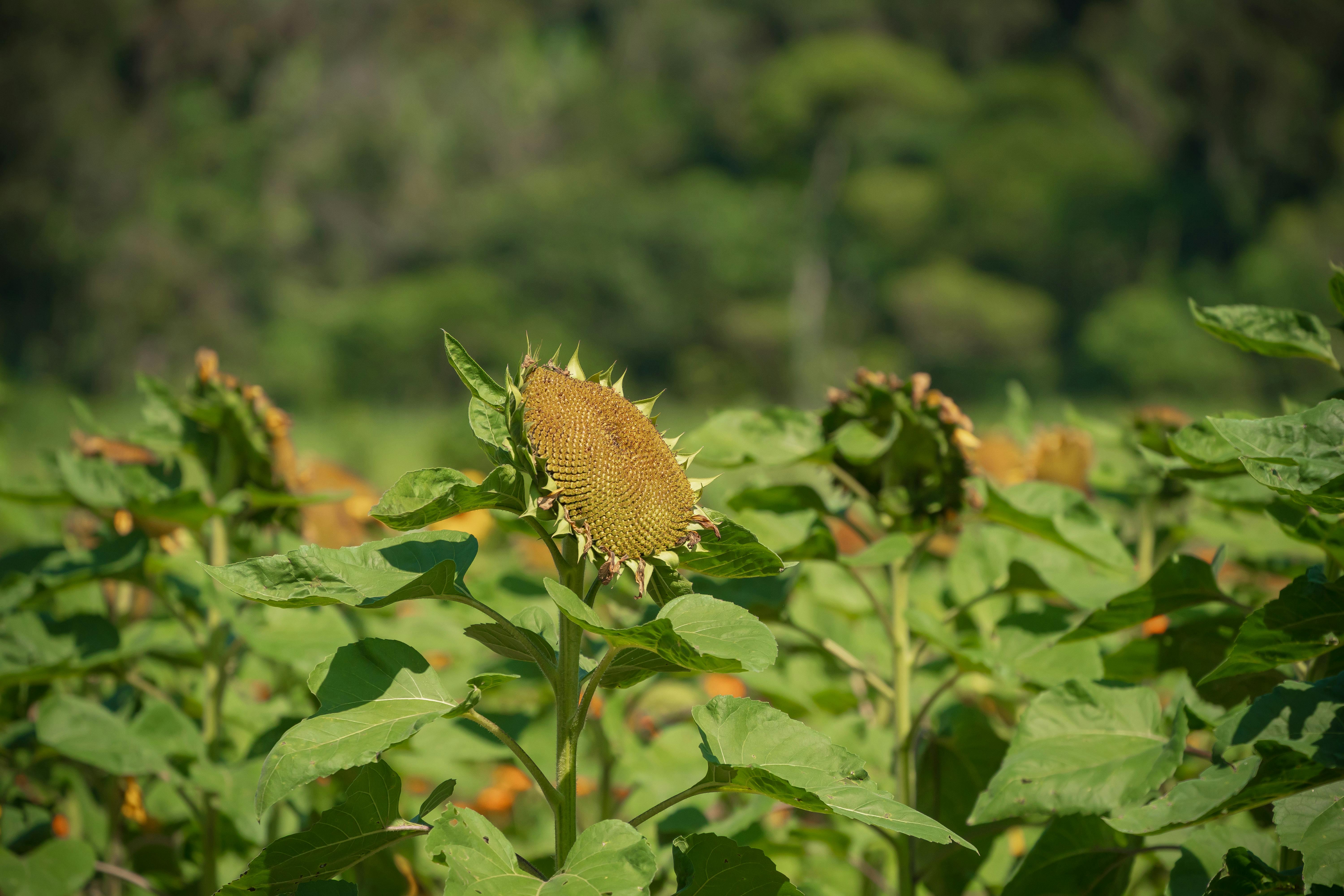 A detailed close-up of a sunflower in a vibrant field, showcasing natural beauty in late summer.