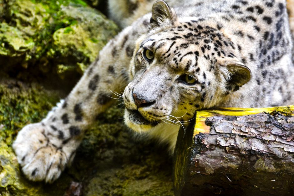 Windows 7 Vs Snow Leopard Inside The War Rooms Windows 7 Vs Snow Leopard Inside The War Rooms