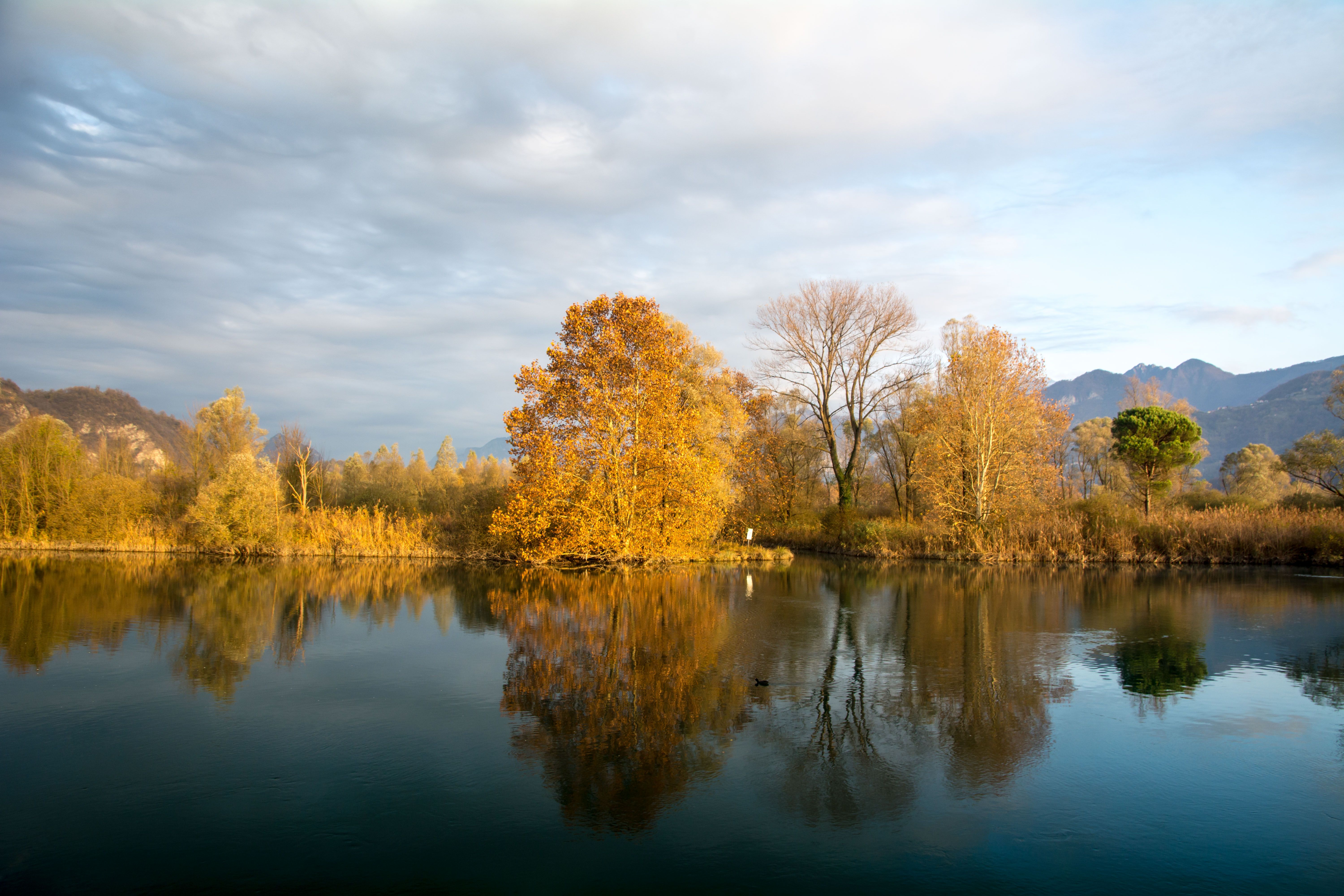Autumn Trees Reflecting in a Serene Lake · Free Stock Photo