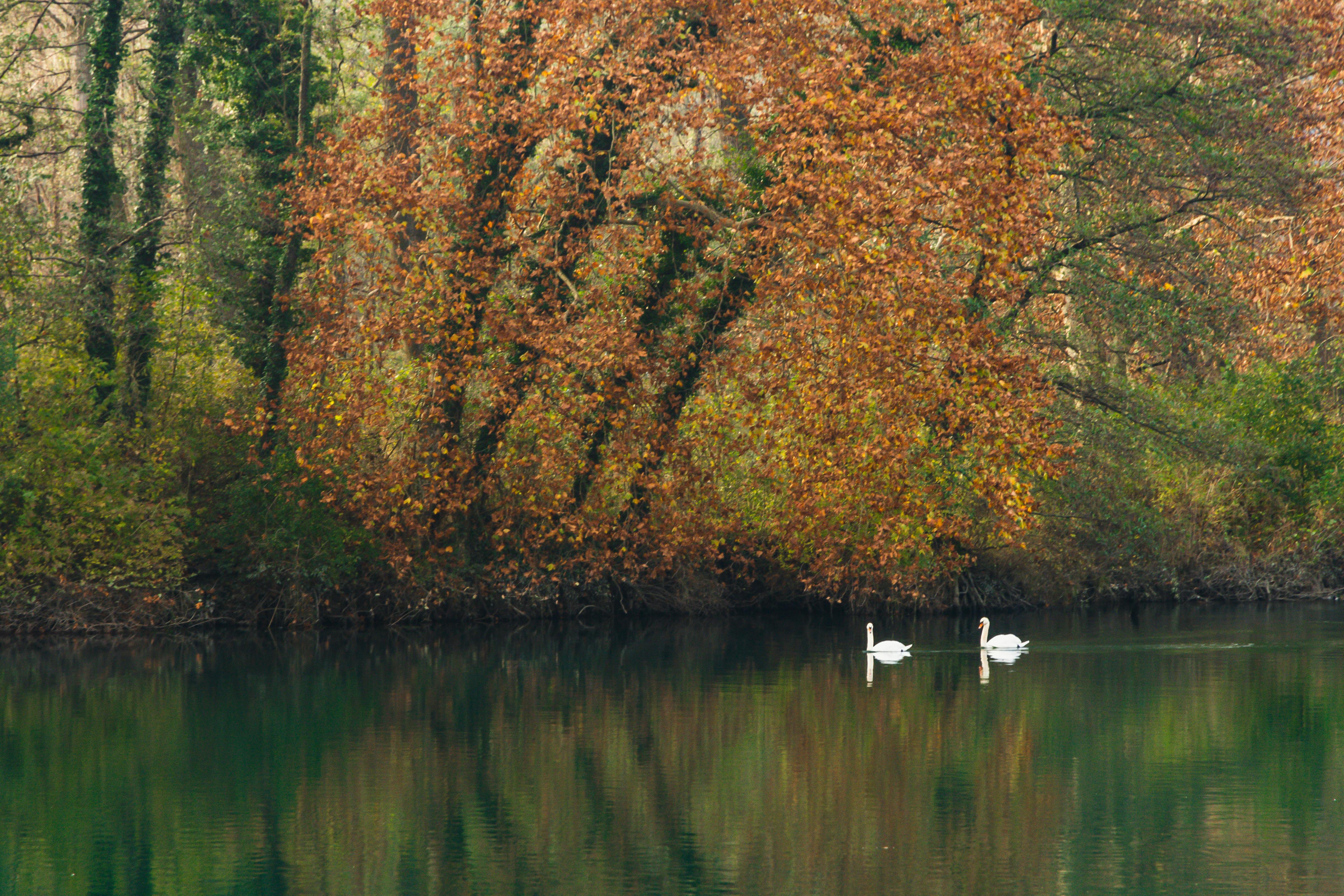Two swans gracefully gliding on a tranquil lake surrounded by autumn foliage.