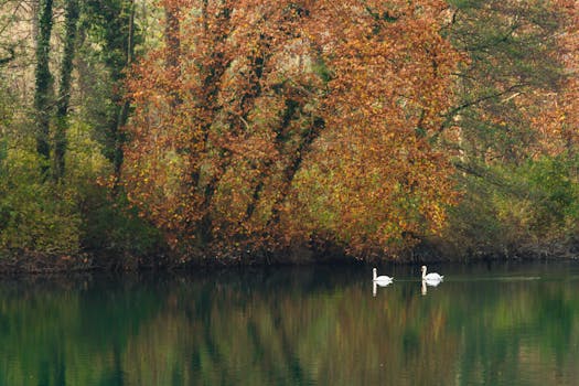 Two swans gracefully gliding on a tranquil lake surrounded by autumn foliage.