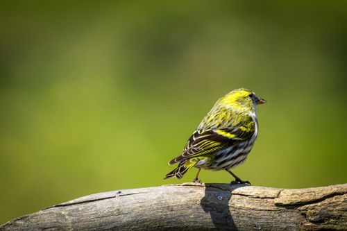 Free A vibrant European siskin perched on a tree branch with a blurred green background. Stock Photo