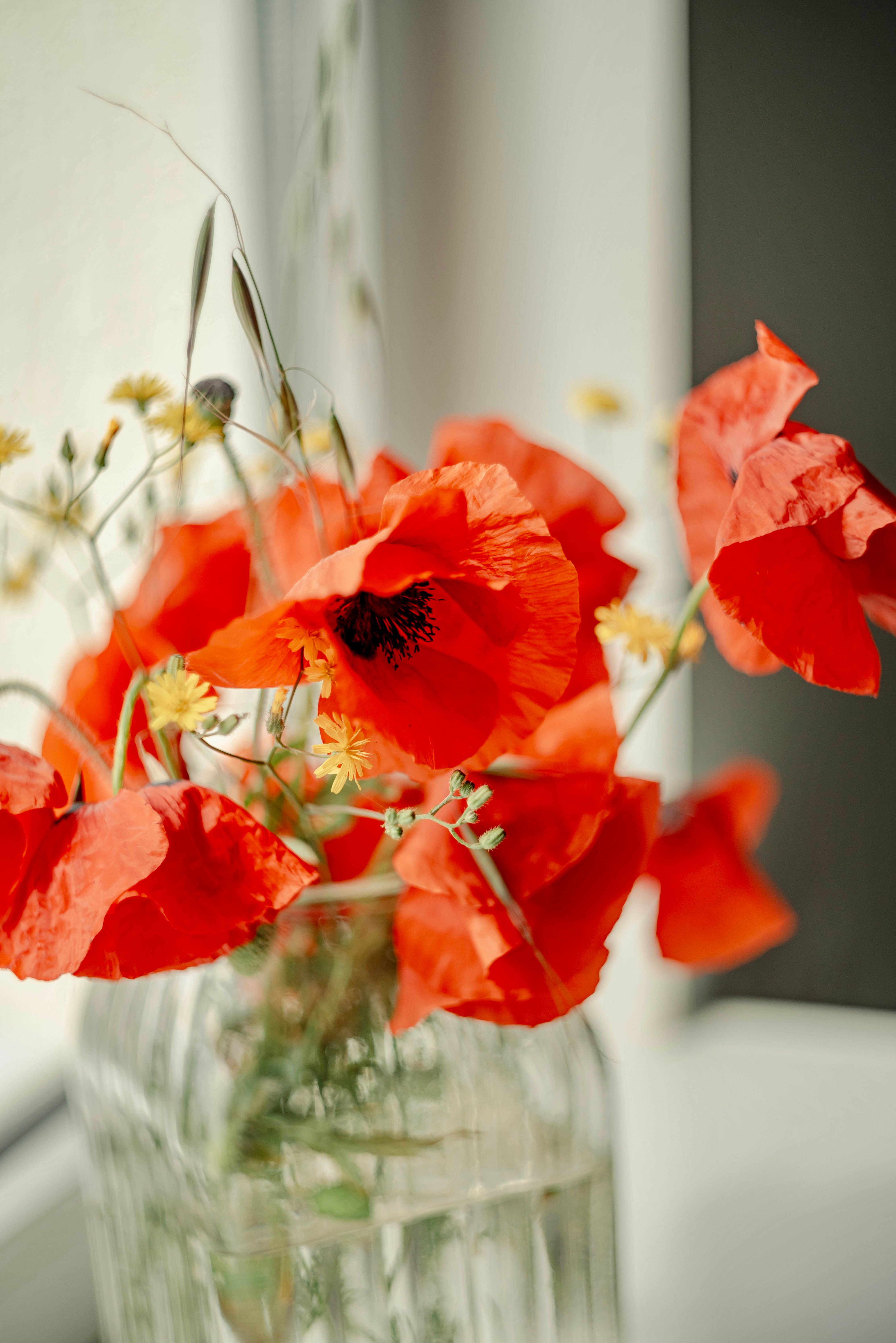 Vibrant Red Poppies in Glass Vase by Window · Free Stock Photo