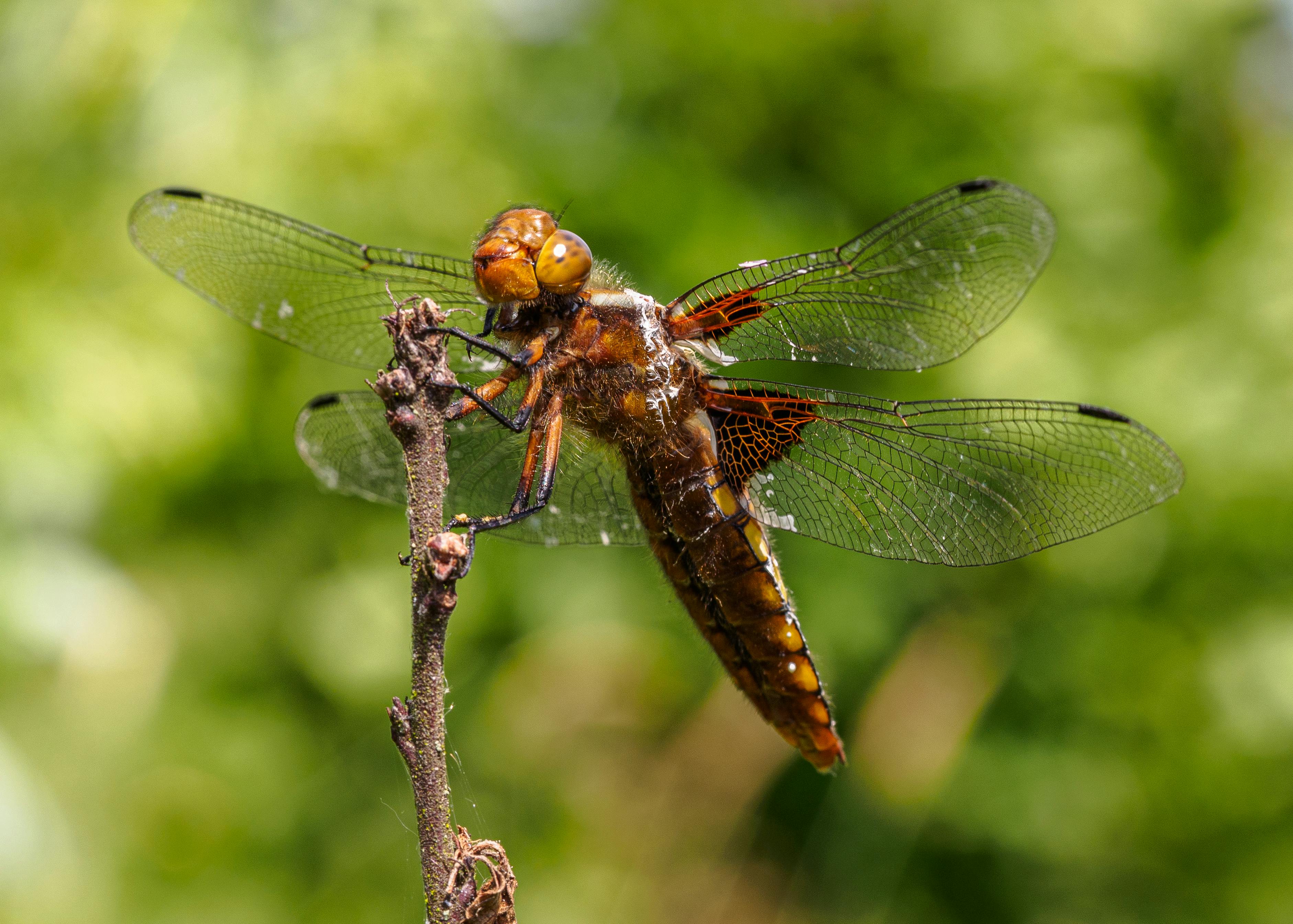 Detailed macro image of a brown dragonfly resting on a branch against a green blurred background.