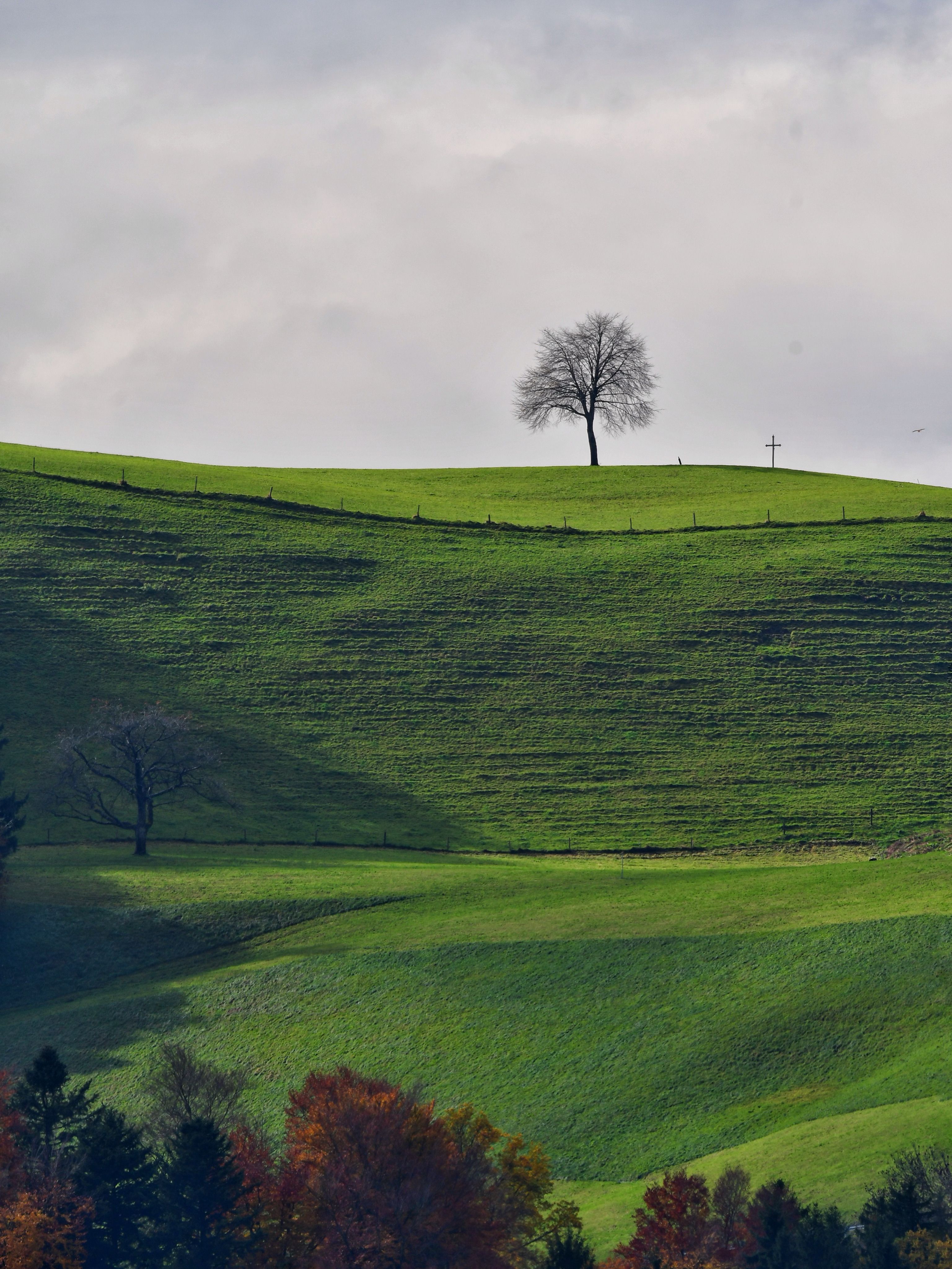 Solitary Tree on Lush Green Hillside Landscape · Free Stock Photo