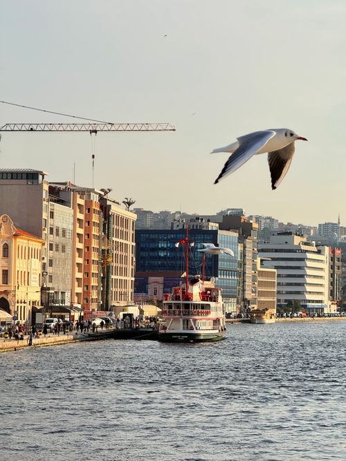 Free Seagull flying over the Bosphorus Strait with a ferry and cityscape in Istanbul, Turkey. Stock Photo