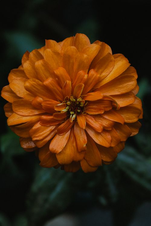 Free Close-up of a vivid orange Zinnia elegans flower against a dark background, showcasing its intricate petals. Stock Photo