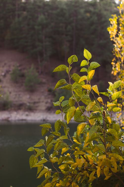 Free Autumn Leaves on the Lake Stock Photo