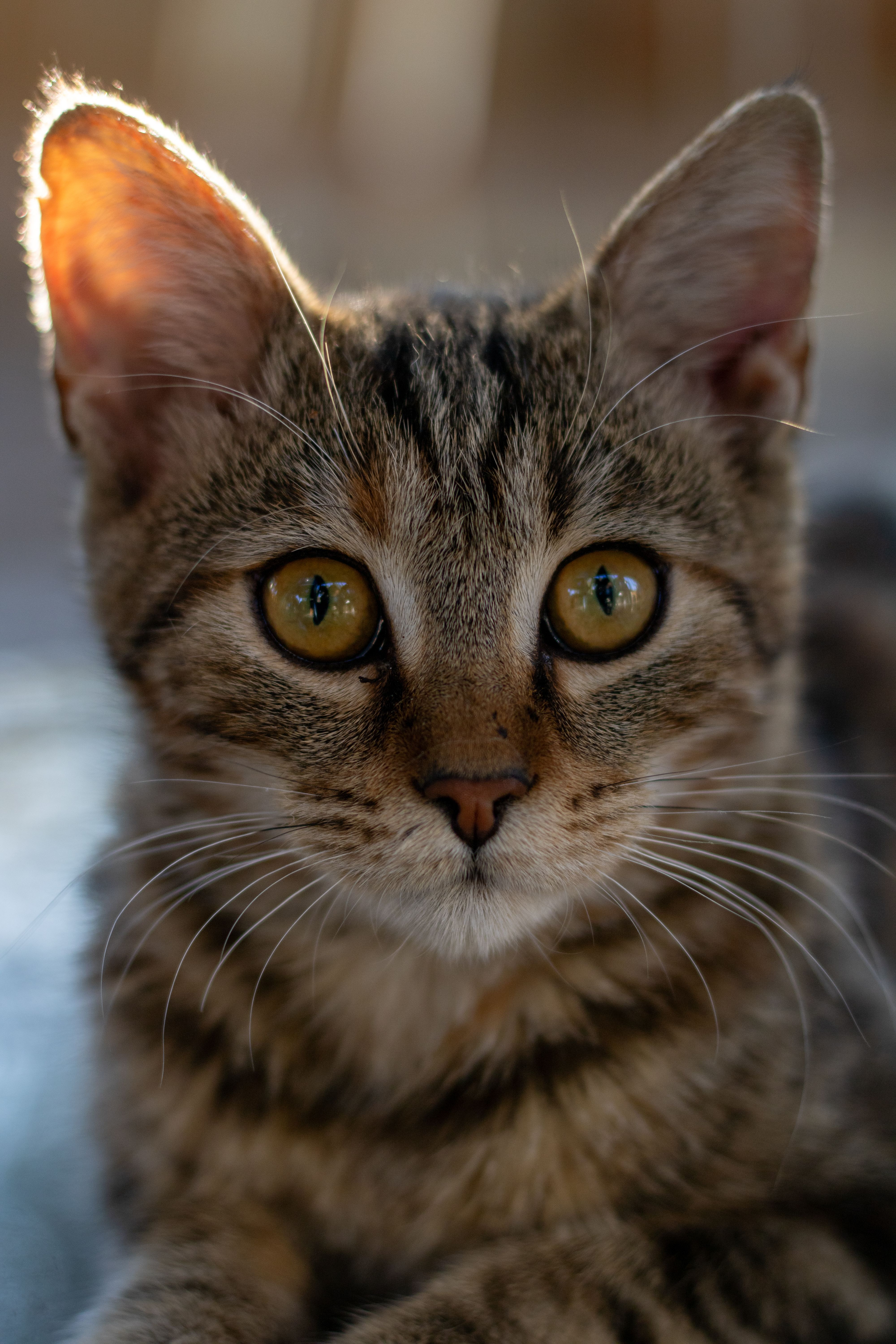Closeup Portrait of a Tabby Cat with Bright Eyes · Free Stock Photo