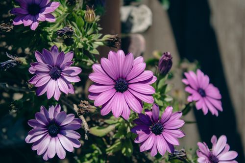 Free Cape marguerite flower Stock Photo