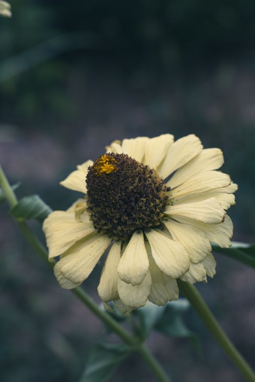 Free Yellow Flower Stock Photo