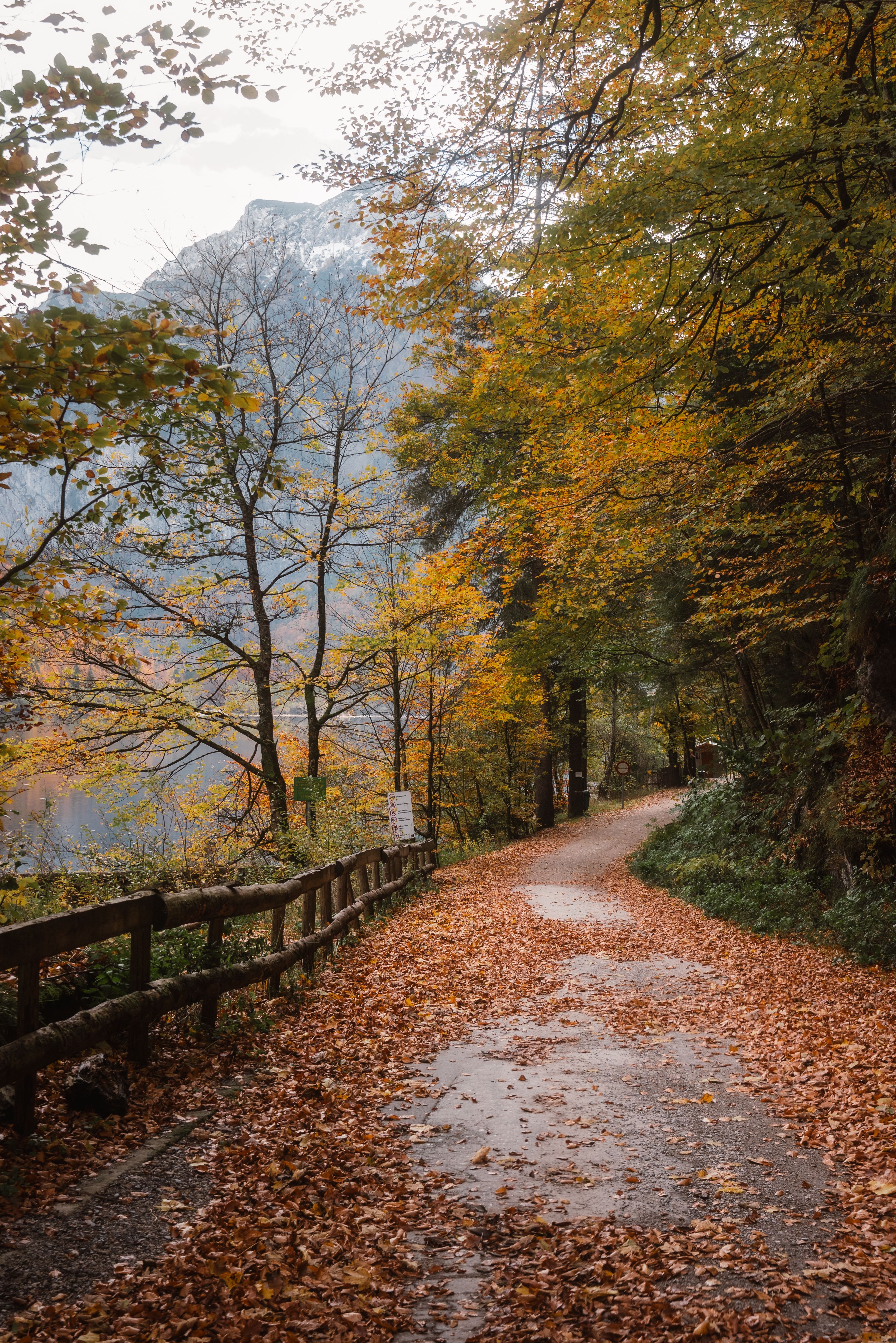Autumn Path Through Altaussee's Forest · Free Stock Photo
