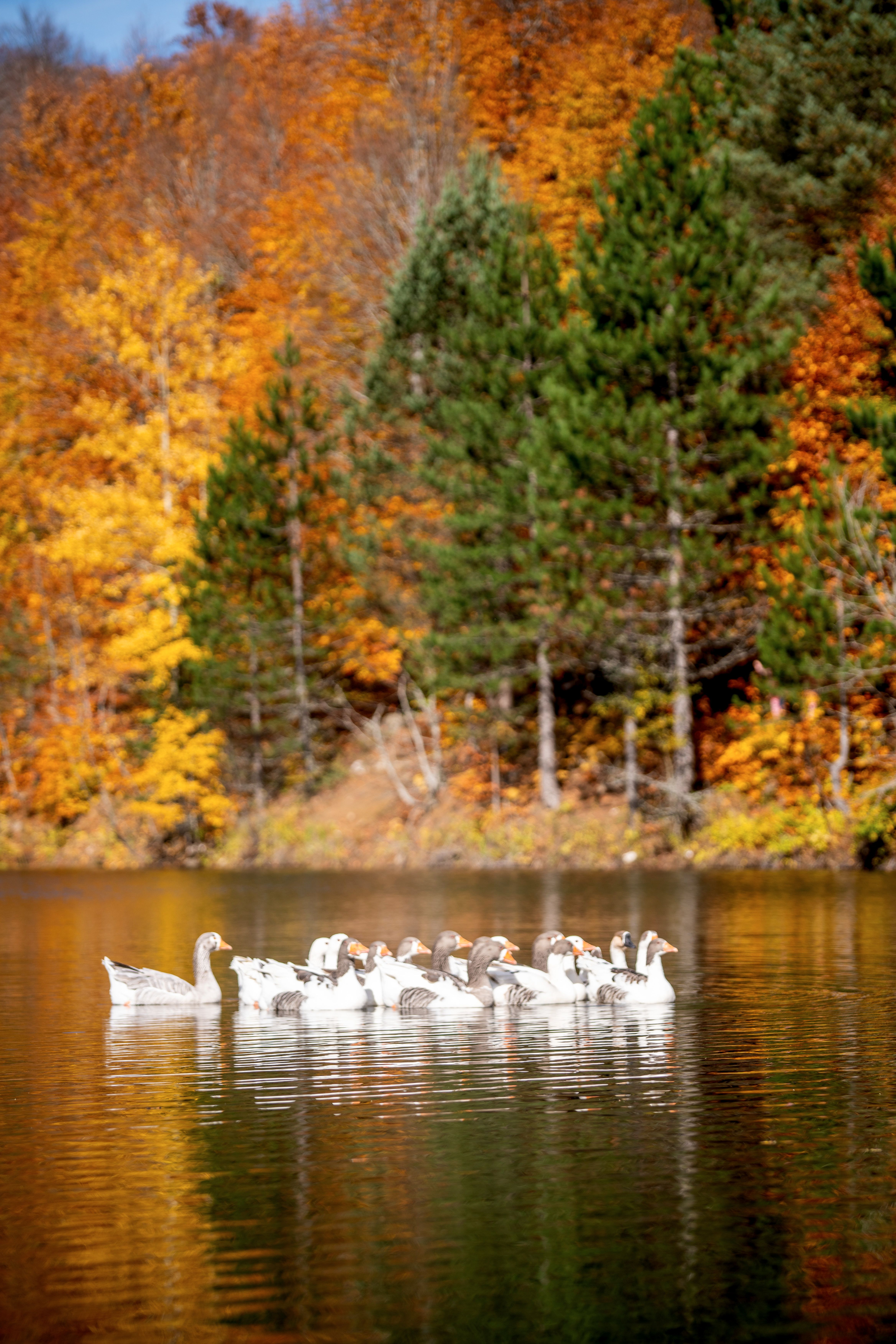Geese swimming in a tranquil lake, surrounded by colorful autumn foliage and trees.