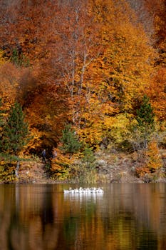 Peaceful autumn lake scene with ducks and vibrant foliage reflections.