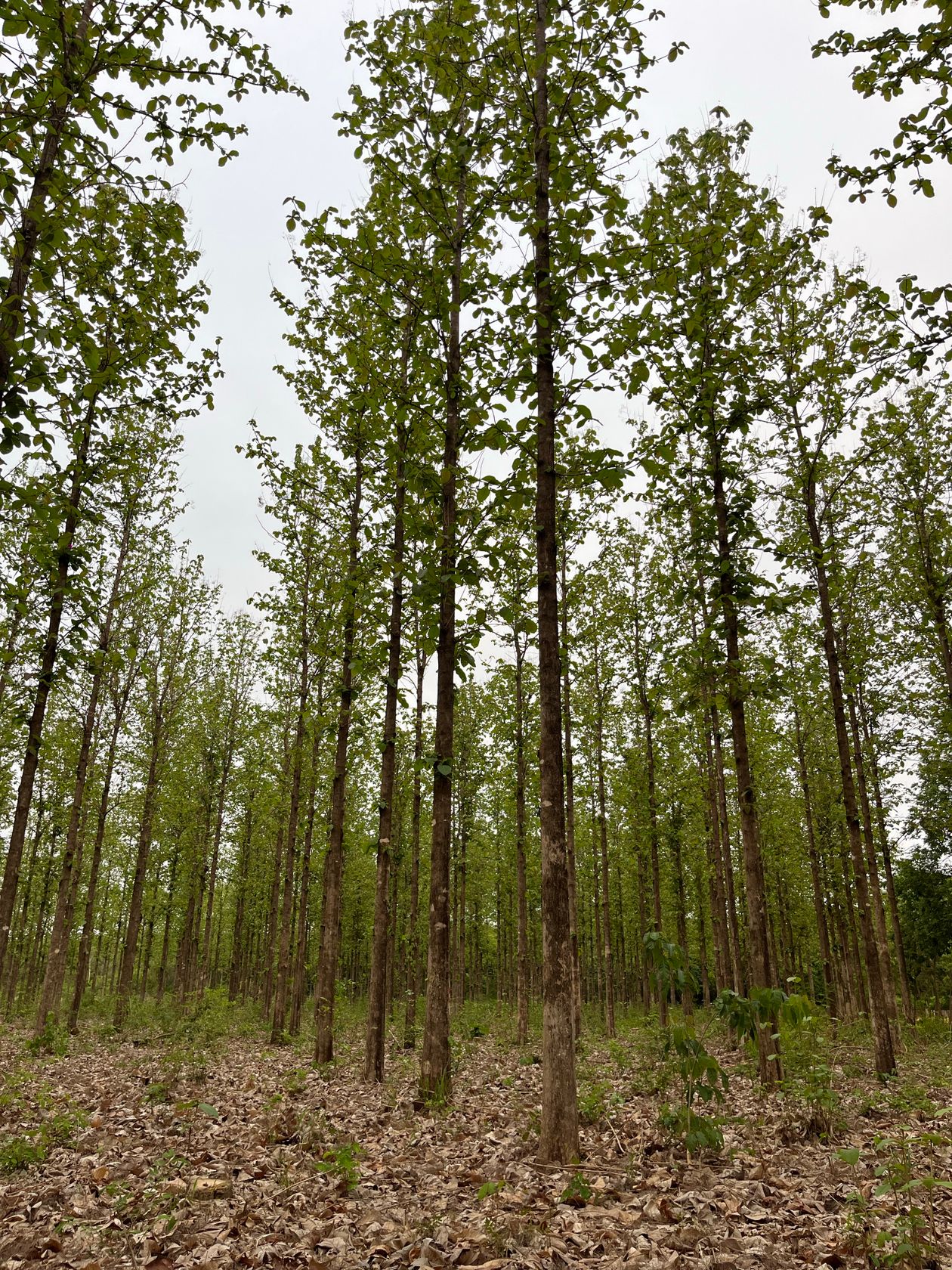 Teak Tree