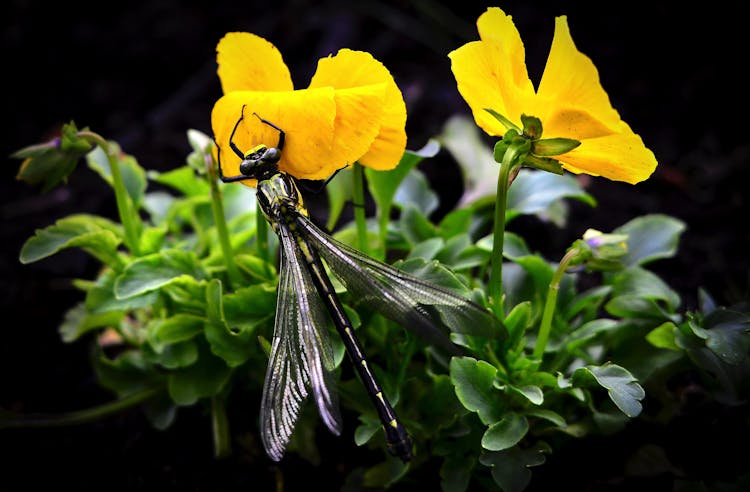 Dragonfly On Yellow Flowers