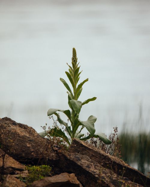 Free Wild mullein plant growing amongst rocks by Michigan lakeside, capturing nature's solitude and beauty. Stock Photo