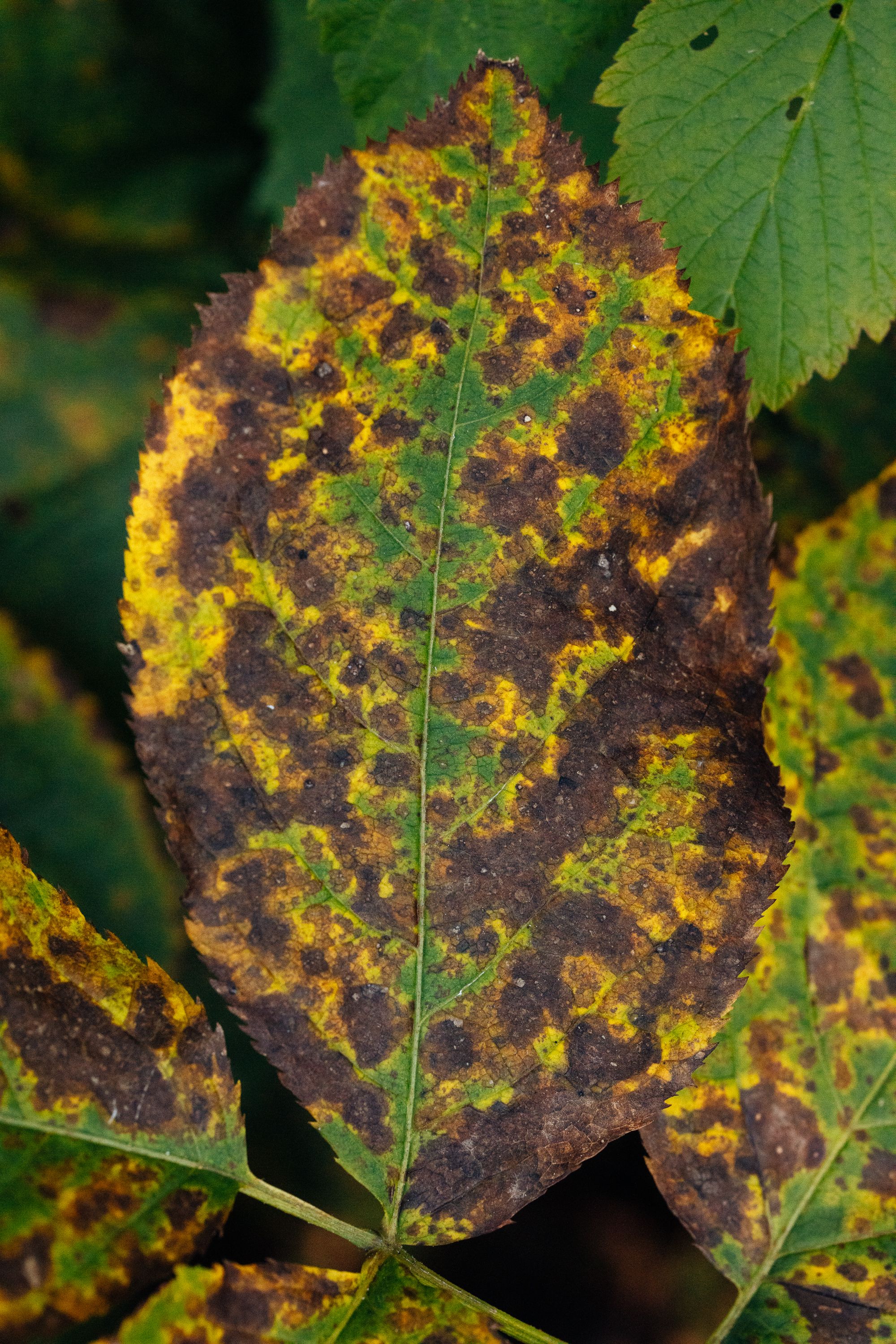 Vibrant Autumn Leaf Close-Up in Wisconsin · Free Stock Photo
