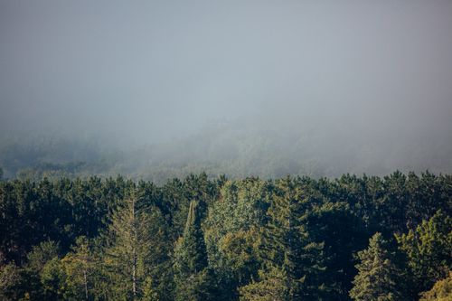 Free Foggy view of dense forest in Central Lake, Michigan, capturing serene natural beauty. Stock Photo