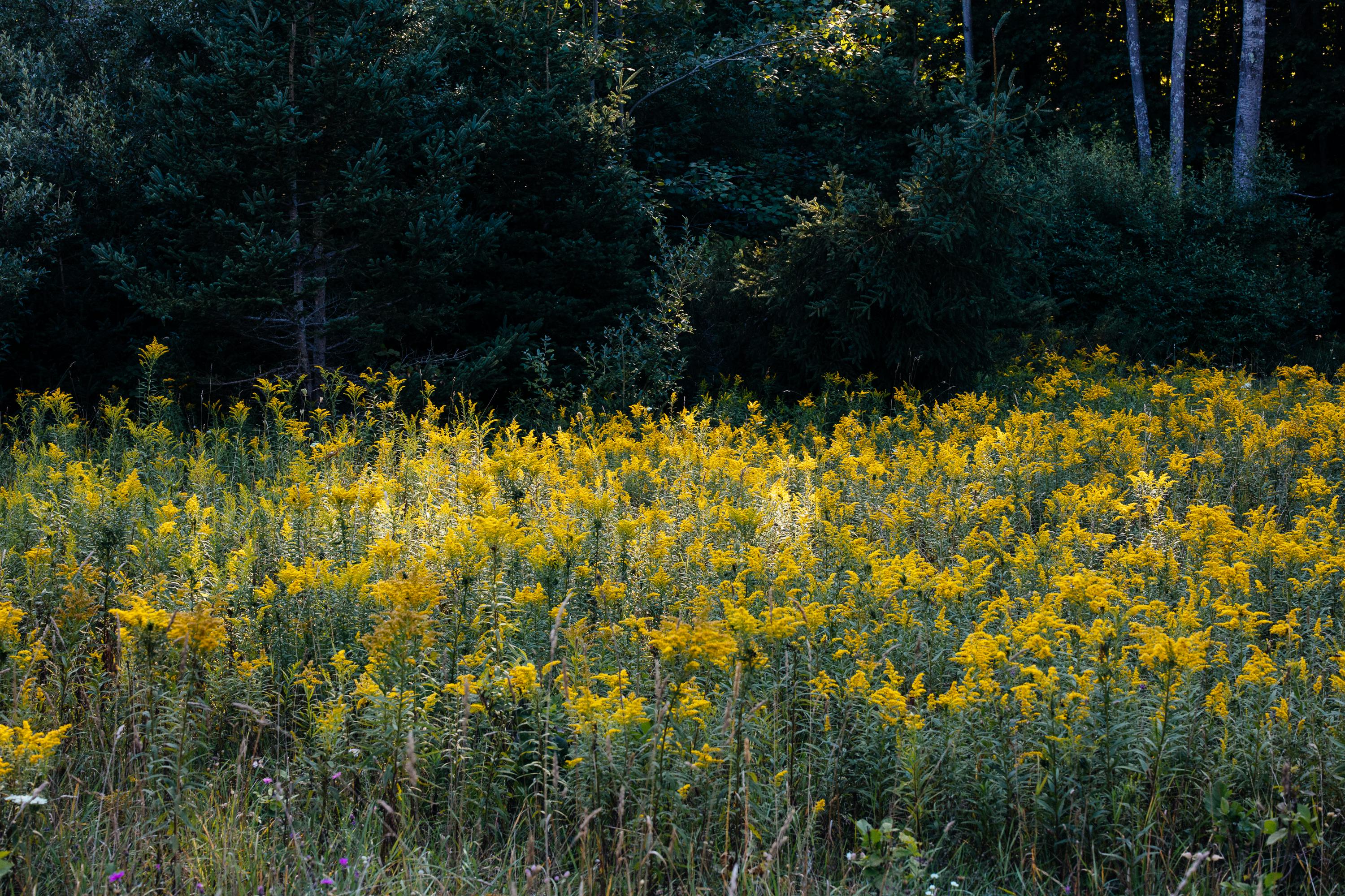 Goldenrod Field