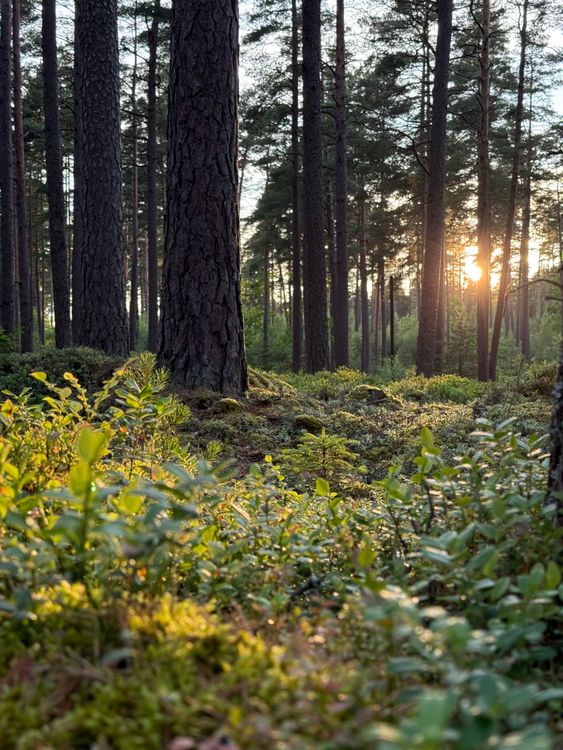 Serene Pine Forest at Sunrise in Summer · Free Stock Photo
