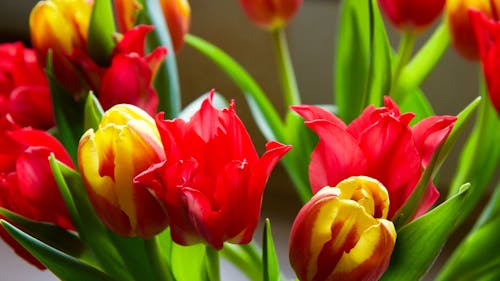 Gratis stockfoto met bloemen, bloemen in de lente, detailopname