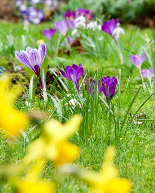 бесплатная Цветы на траве поля Стоковое фото