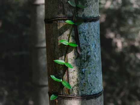 Close-up of bamboo stalk with green ivy leaves in a serene forest setting.