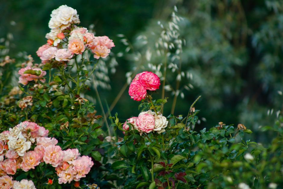 Vibrant rose garden in full bloom — pruning roses timing in Surrey BC