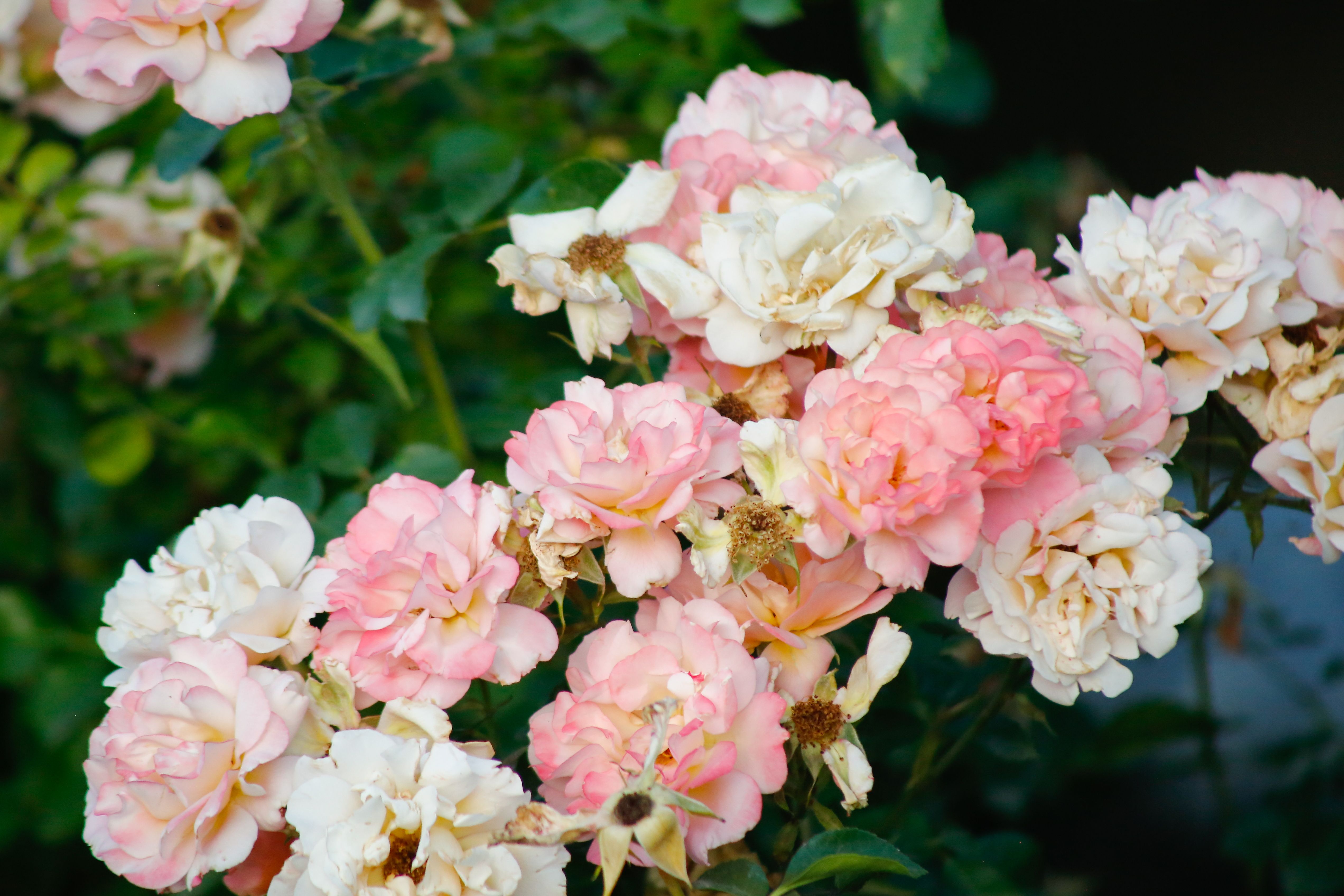 Beautiful Pink and White Roses in Full Bloom · Free Stock Photo