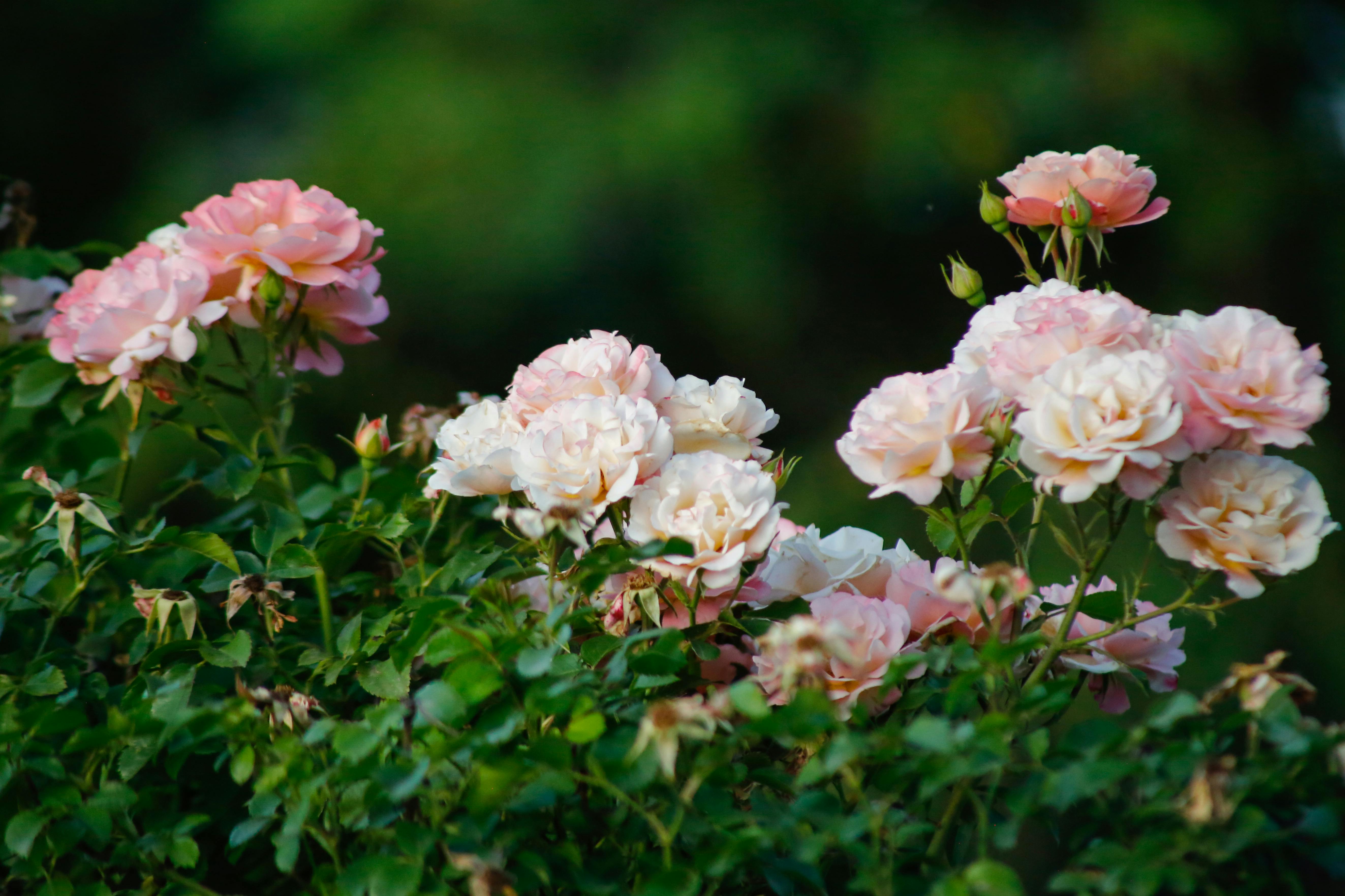 [ColoSach]-beautiful-light-pink-roses-blooming-in-a-lush-garden,-bathed-in-a-gentle-sunlight.