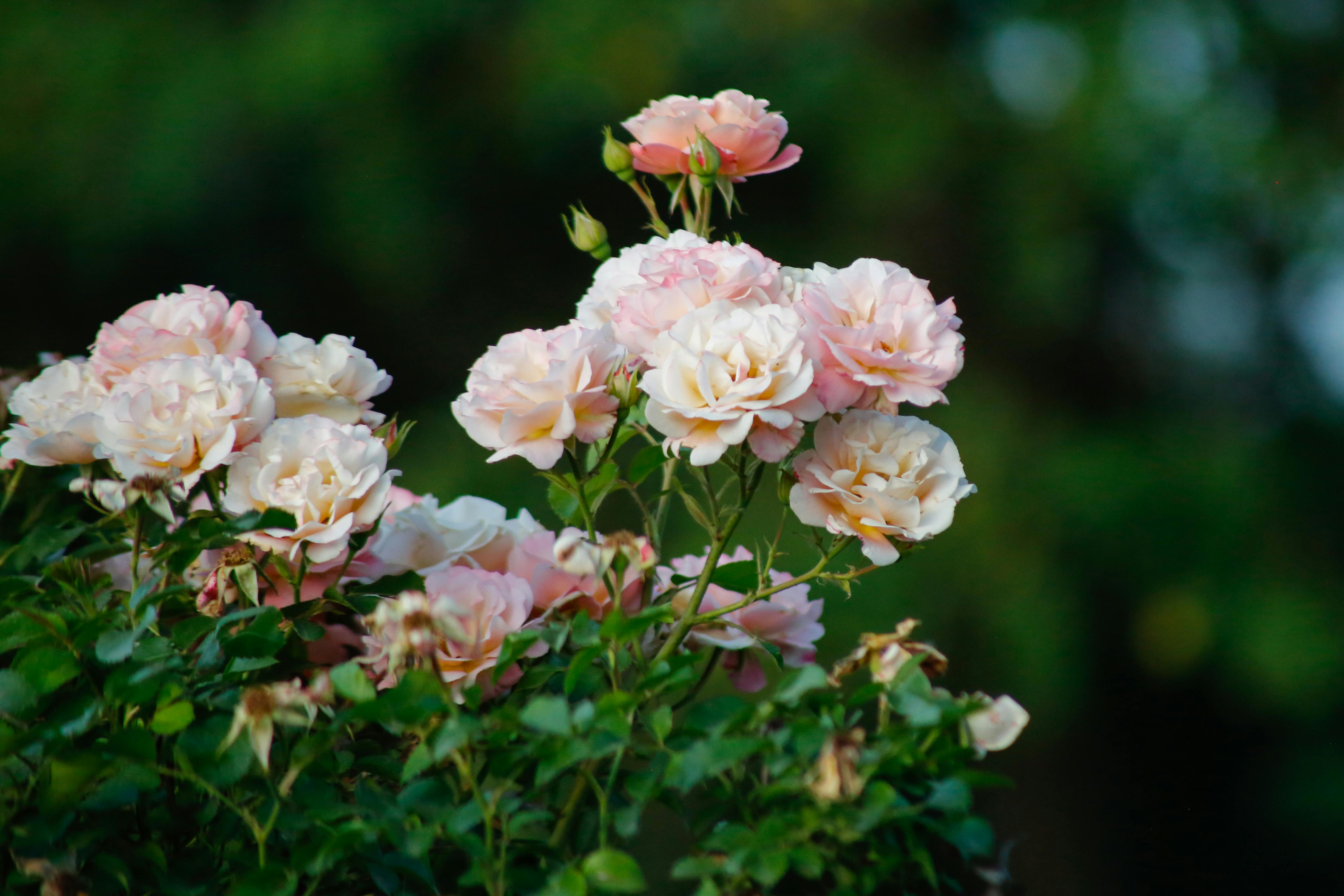[ColoSach]-delicate-pink-roses-in-full-bloom-showcasing-nature's-beauty-in-a-lush-garden-setting.