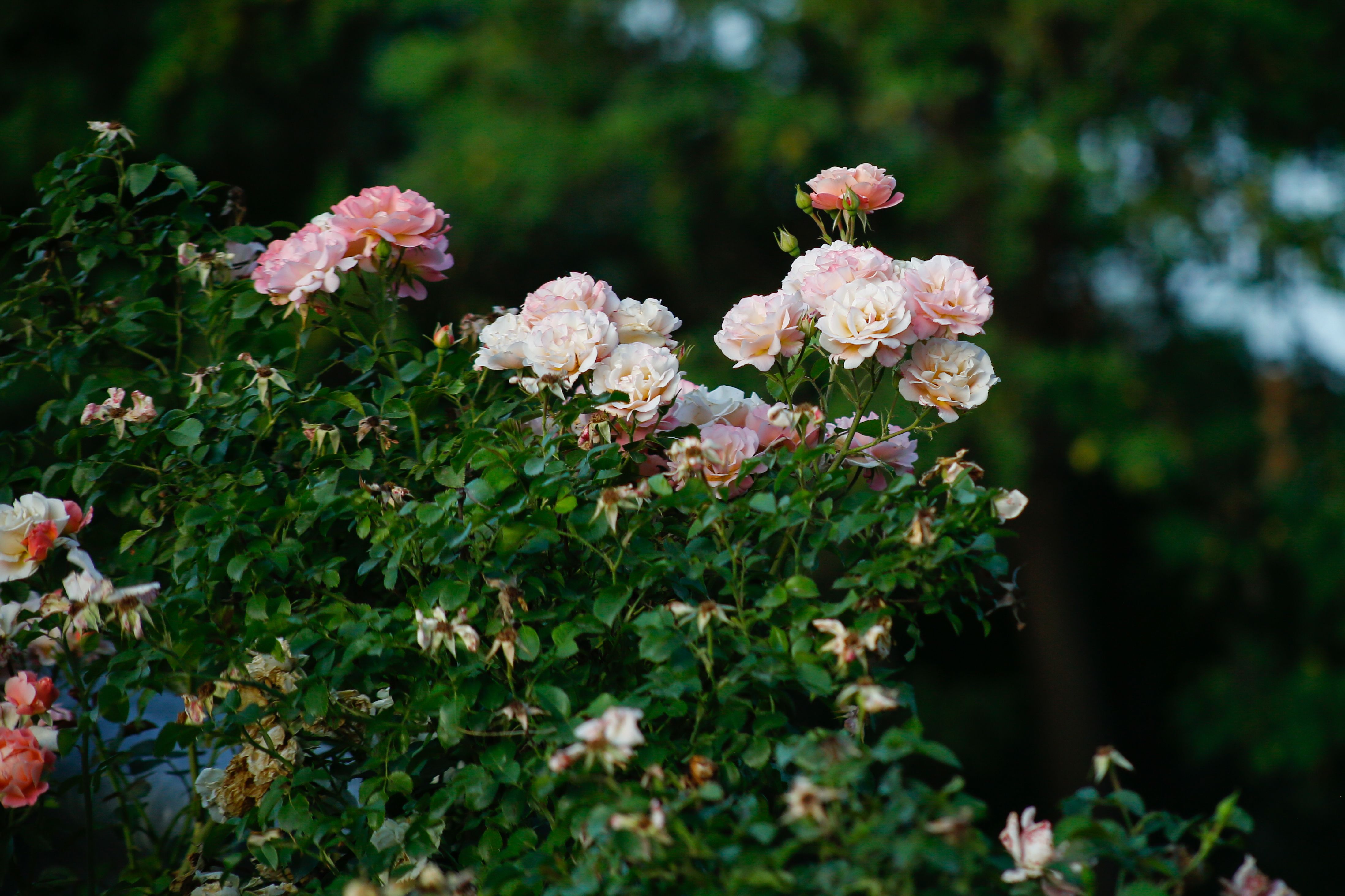 A lush cluster of pink roses in full bloom against a backdrop of green foliage, captured outdoors.