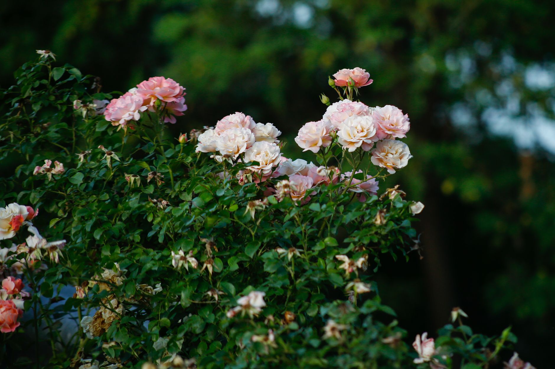A lush cluster of pink roses in full bloom against a backdrop of green foliage, captured outdoors.