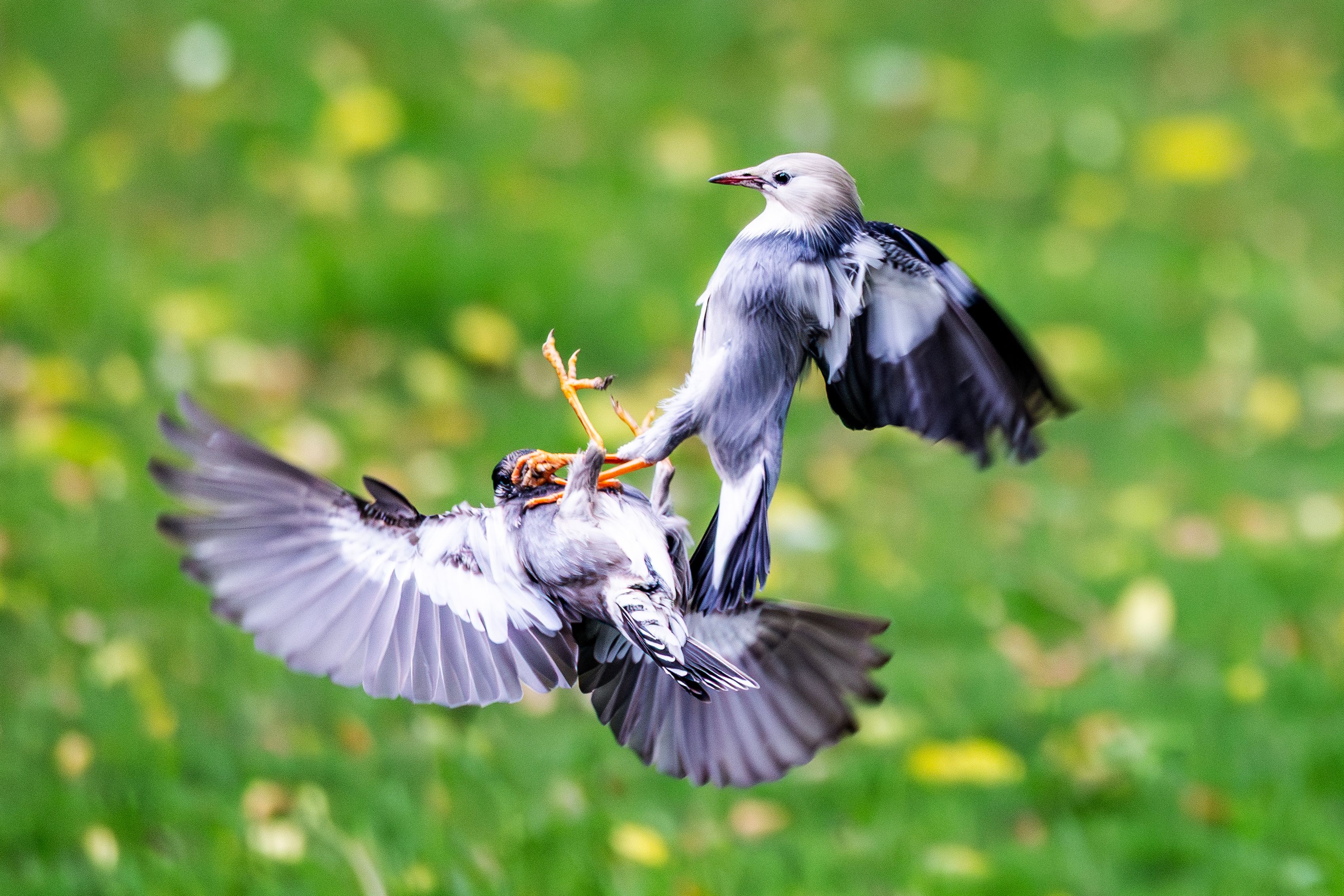 Close-up of a dynamic bird interaction in mid-air with blurred green background.