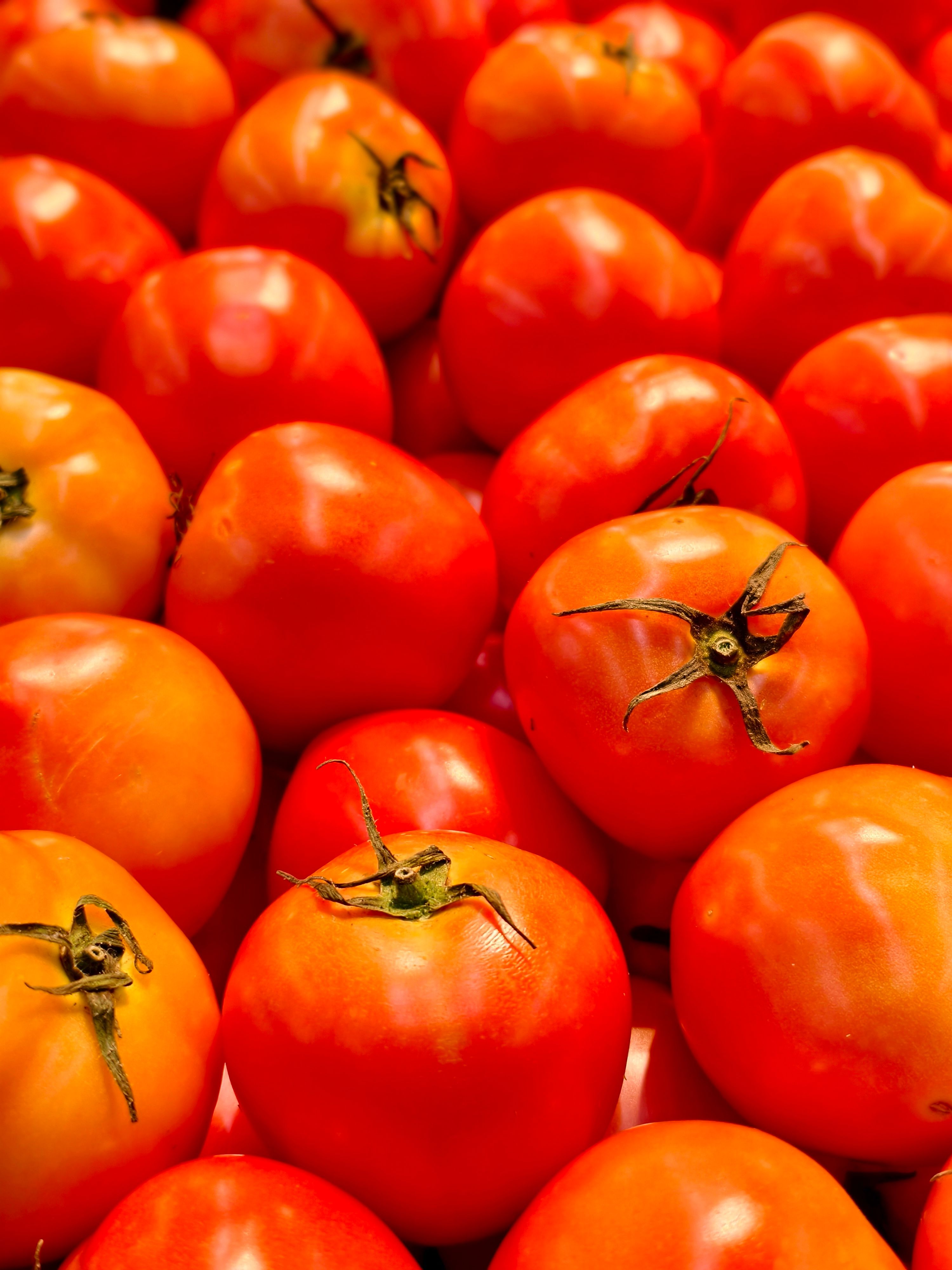 Tomate Italiano (kg)