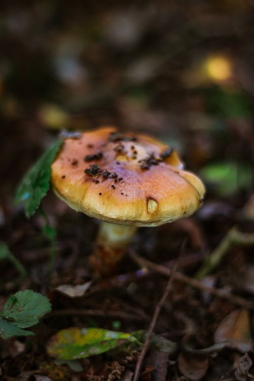 Free Macro shot of mushroom on forest floor in Shaftesbury, England. Stock Photo