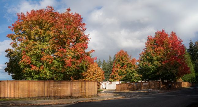 Colorful maple trees with autumn leaves in a suburban neighborhood.
