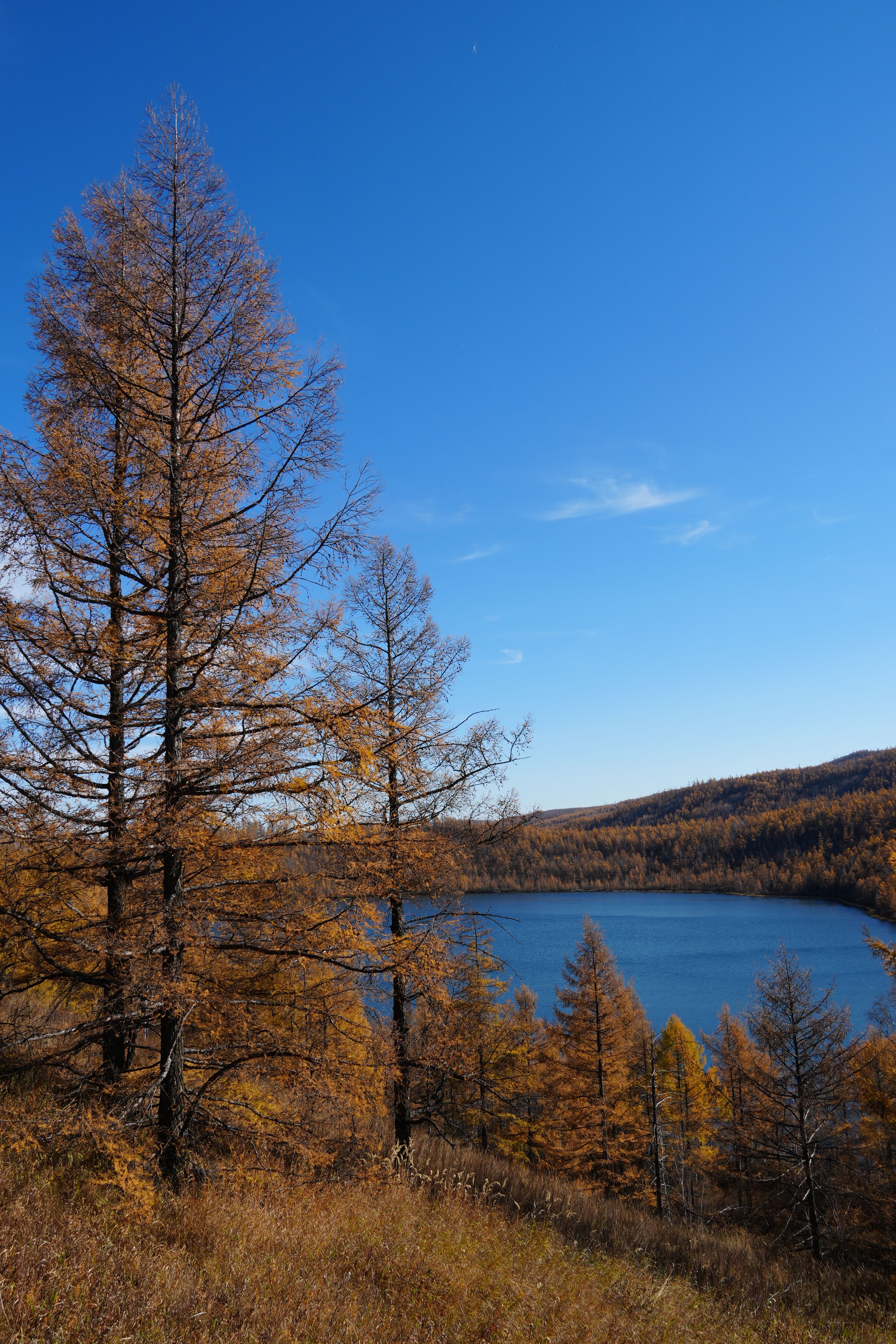 Golden Autumn Forest Surrounding a Crystal Blue Lake · Free Stock Photo