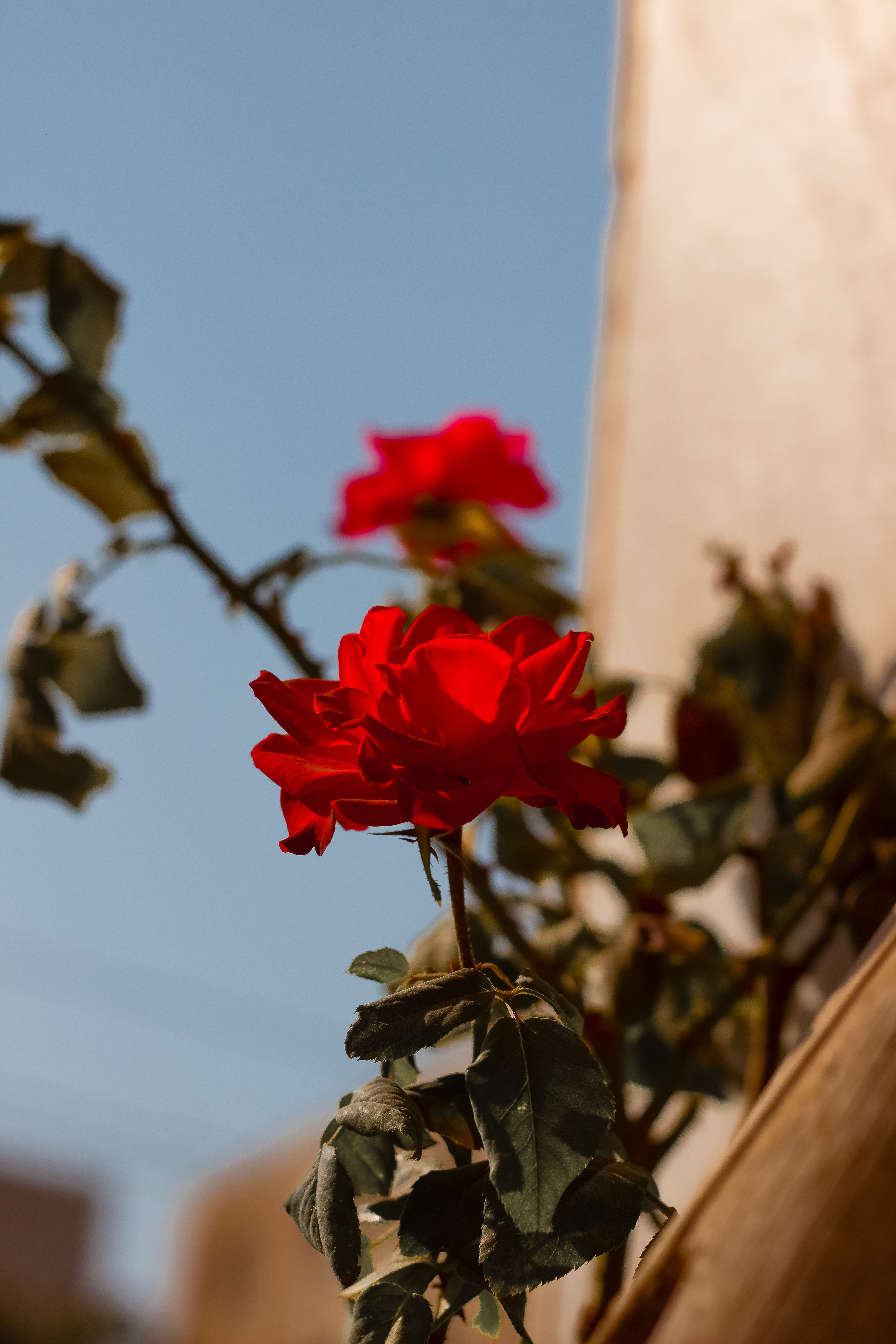 Vibrant Red Rose in Sunlit Garden · Free Stock Photo