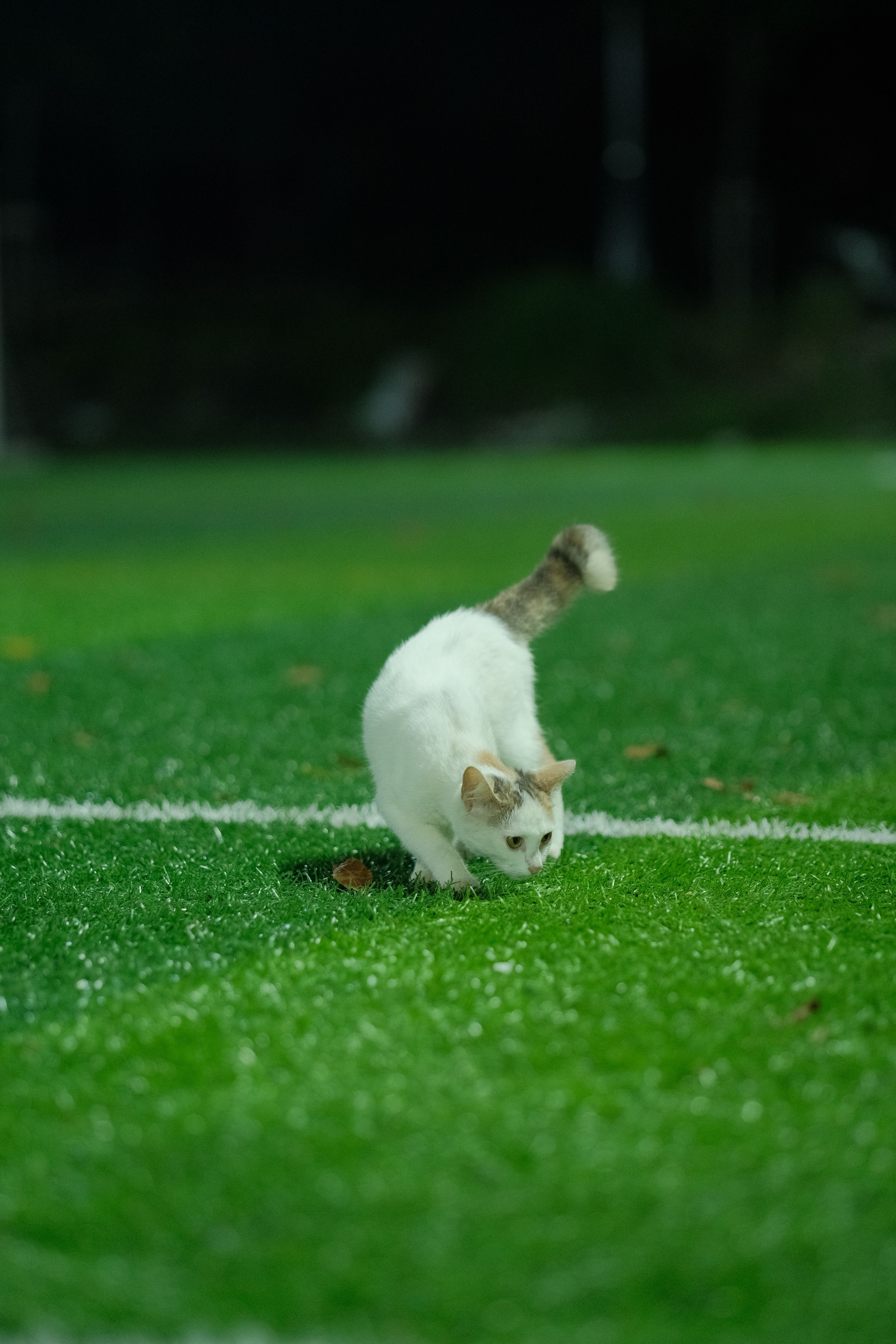 Pet Friendly Artificial Grass