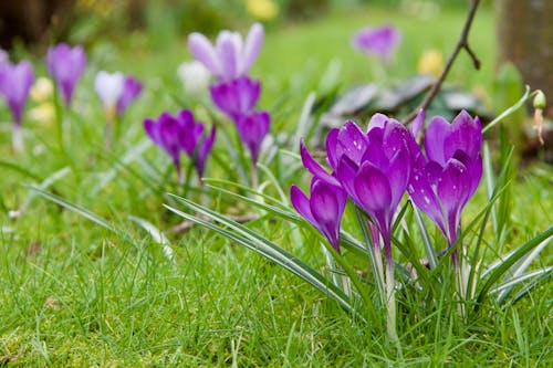 Foto stok gratis bunga musim semi, bunga-bunga, crocus