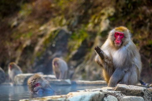 Jigokudani monkey hot springs — Sapporo